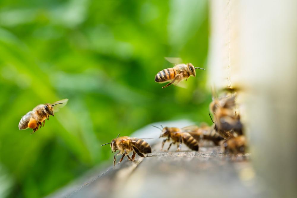 macro-slow-motion-video-working-bees-honeycomb-beekeeping-honey-production-image